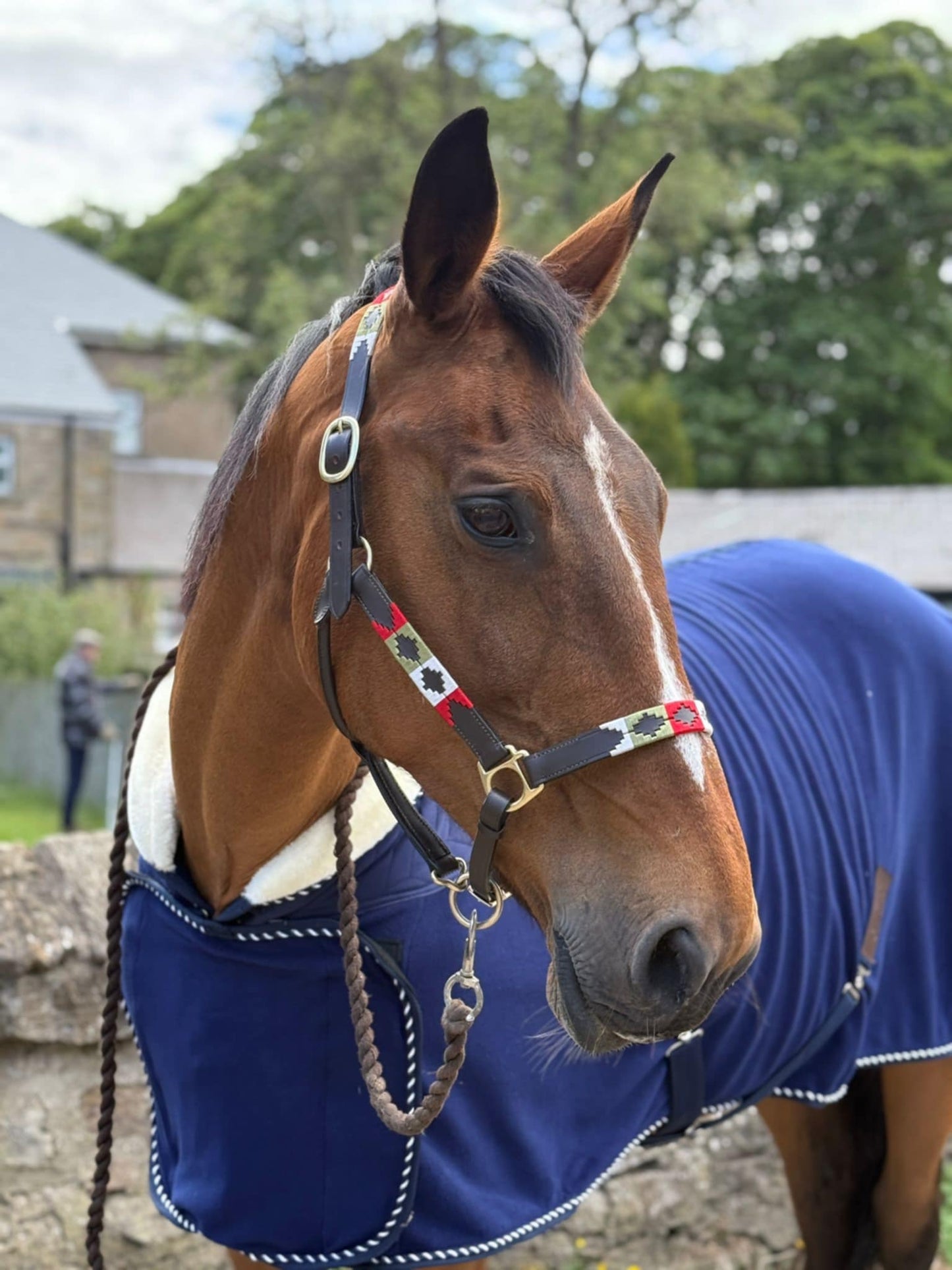 New deluxe polo style head collars ❣️
