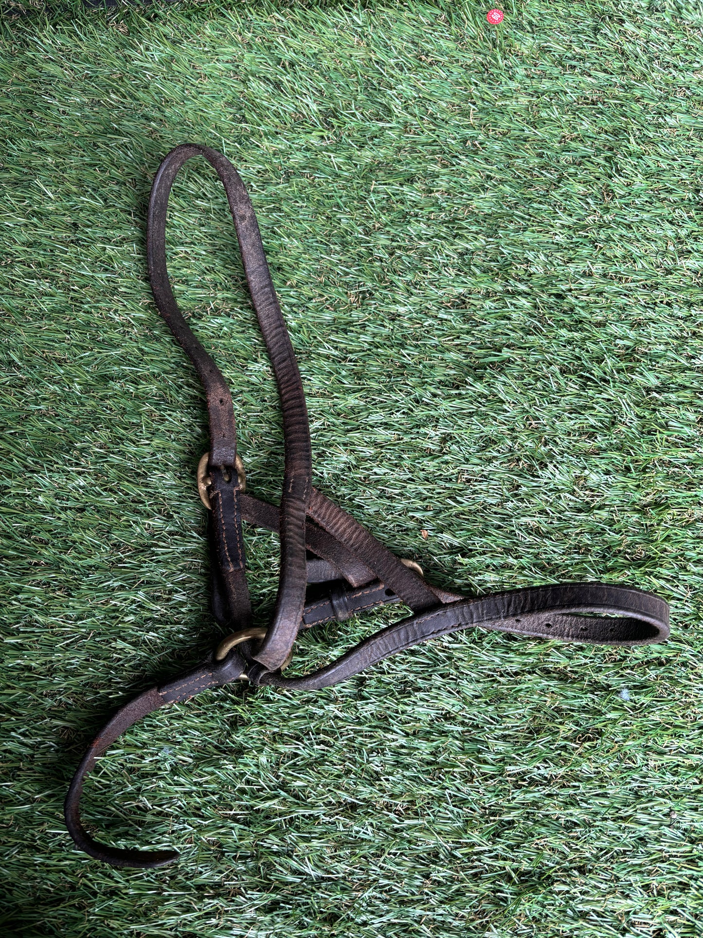 Brown leather foal slip with brass fittings 🩷