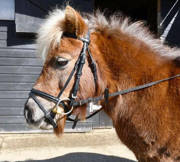 New Windsor black flash bridle complete with continental reins❣️