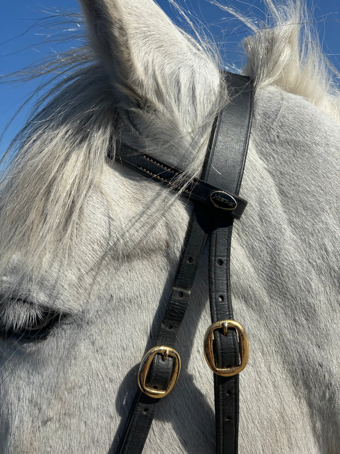 New Heritage leather In hand bridle ❣️