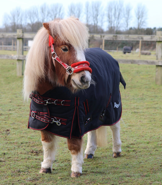 New mini Thor 350g turnout rug❣️