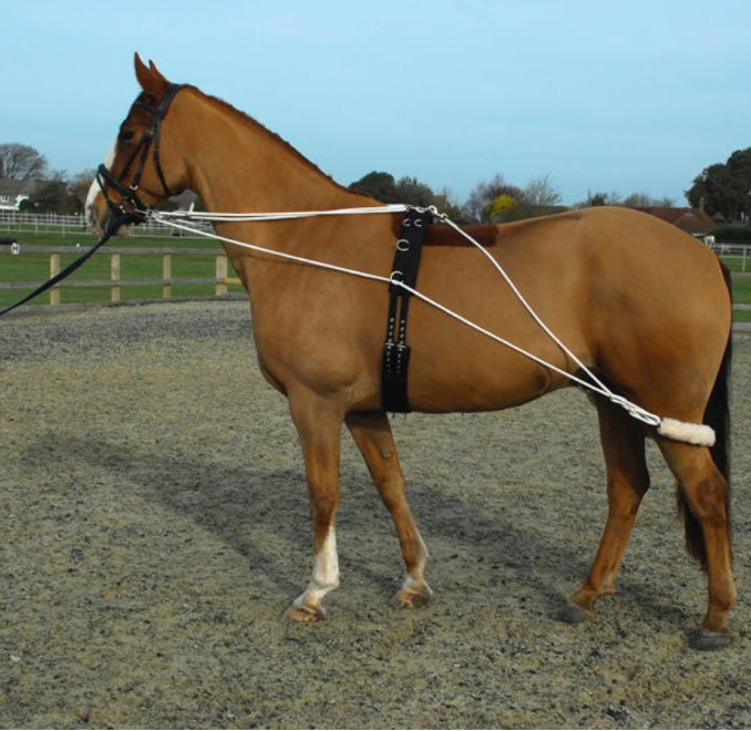 Full Rhinegold Training system with roller