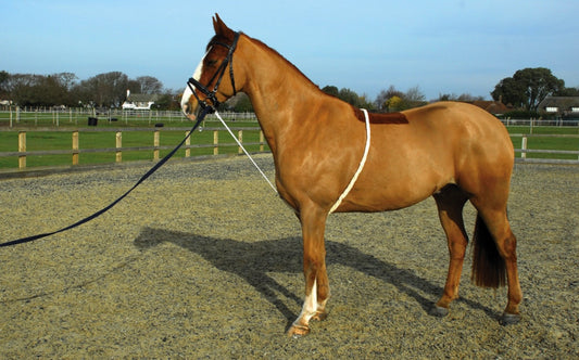 New soft padded lunging aid❣️