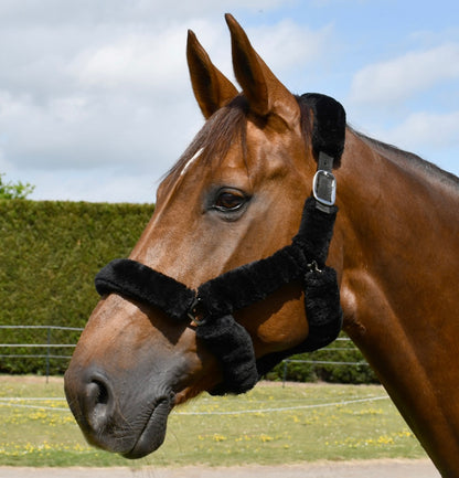 New fleece padded fluffy head collars ❣️