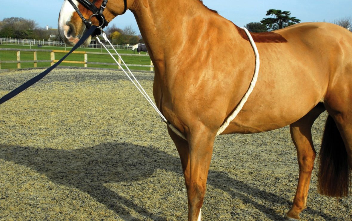 New soft padded lunging aid❣️