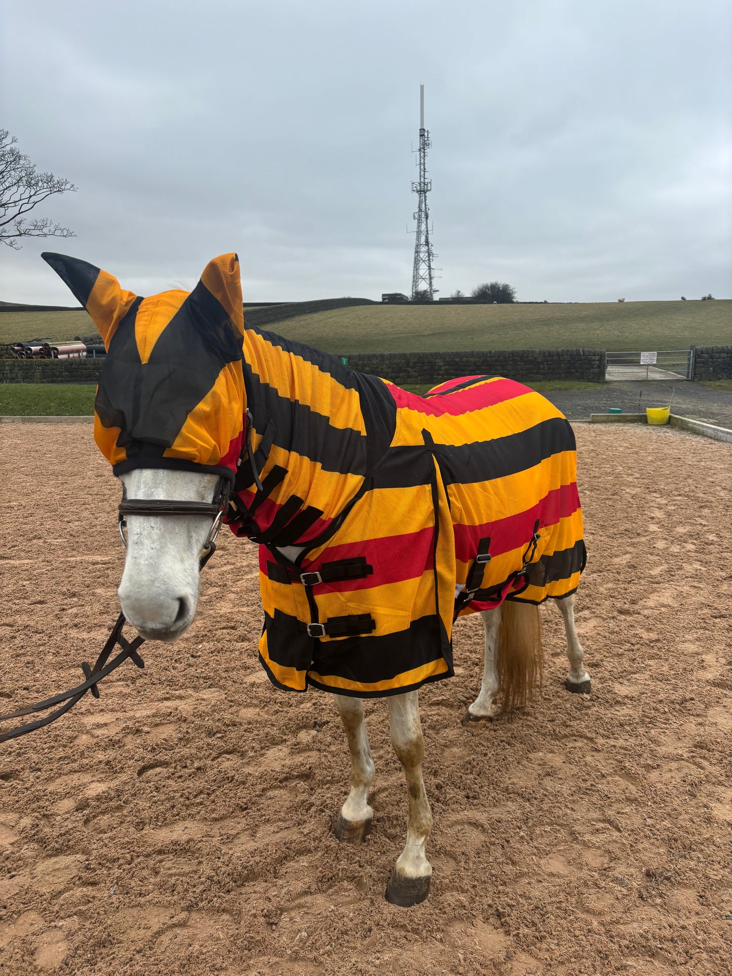 New Newmarket style combo fly rugs complete with matching fly mask❣️