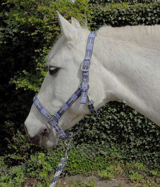 New rhinegold carnival head collar and padded lead blue checked❣️