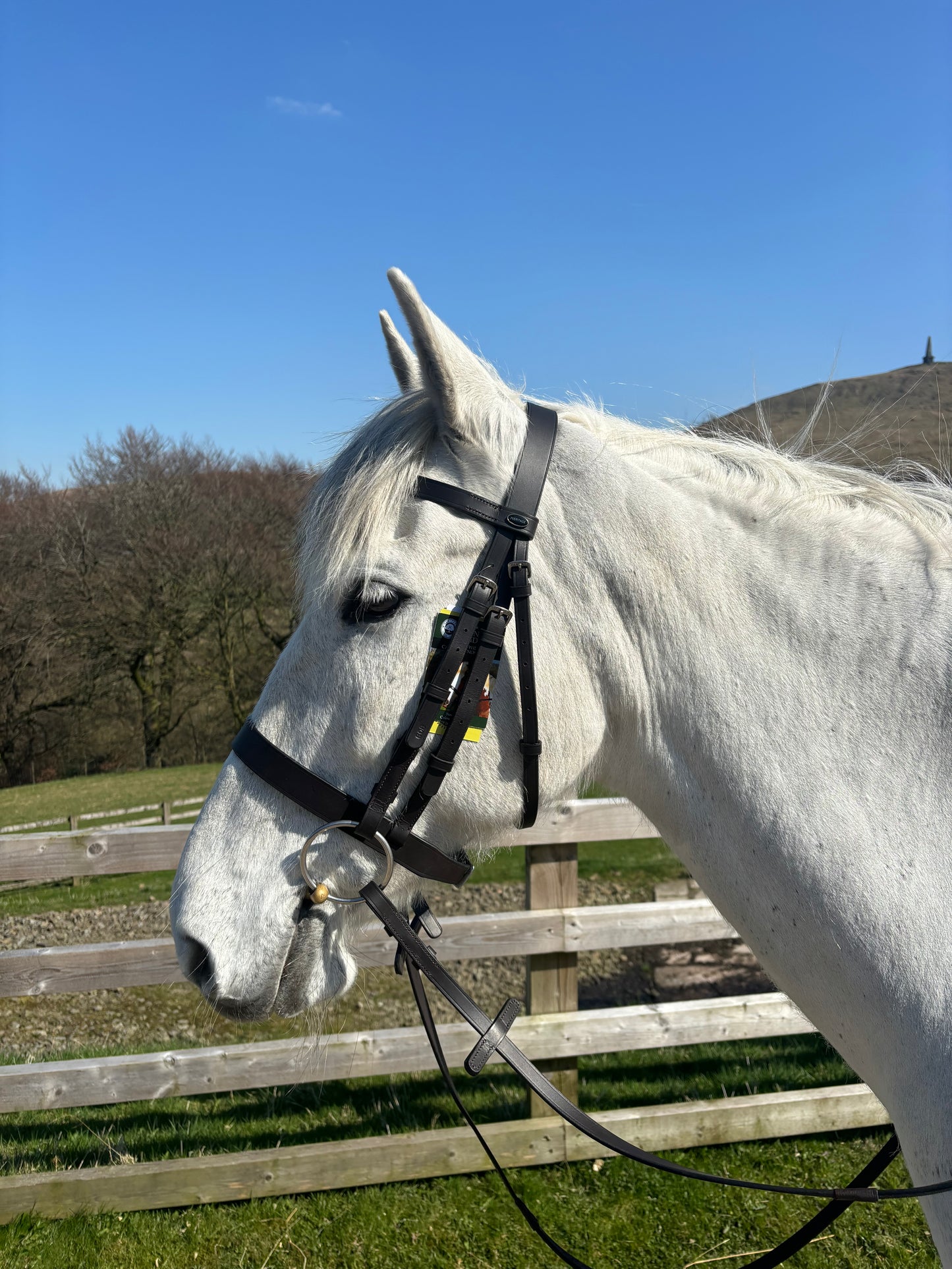 New heritage saddlery English leather hunter bridle ❣️