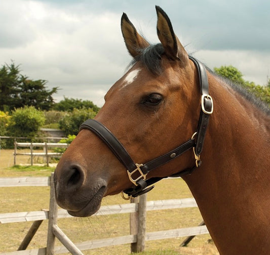 New heritage padded leather headcollar with brass fittings ❣️