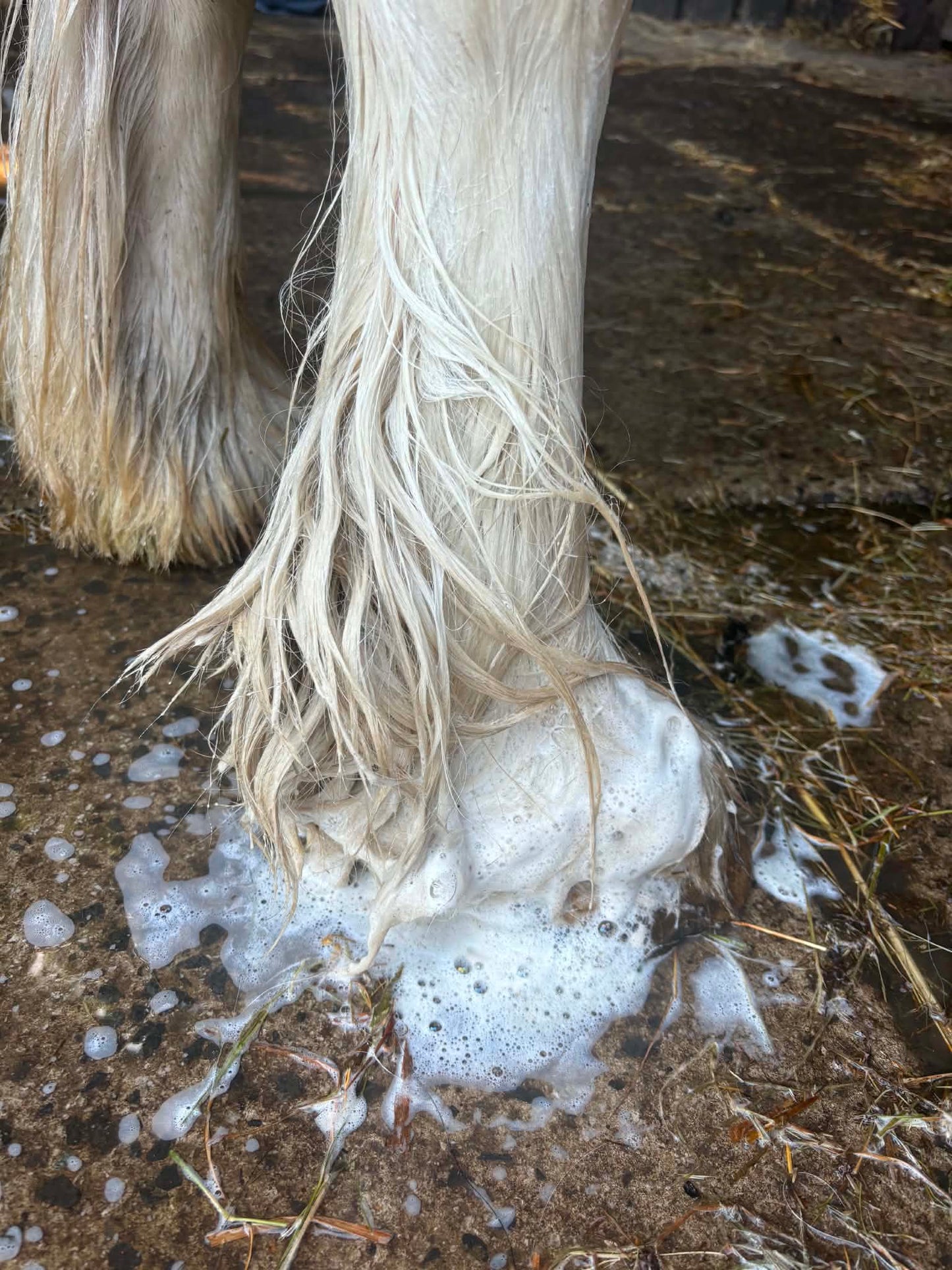 Mane, coat and tail shampoo/ conditioner with combe