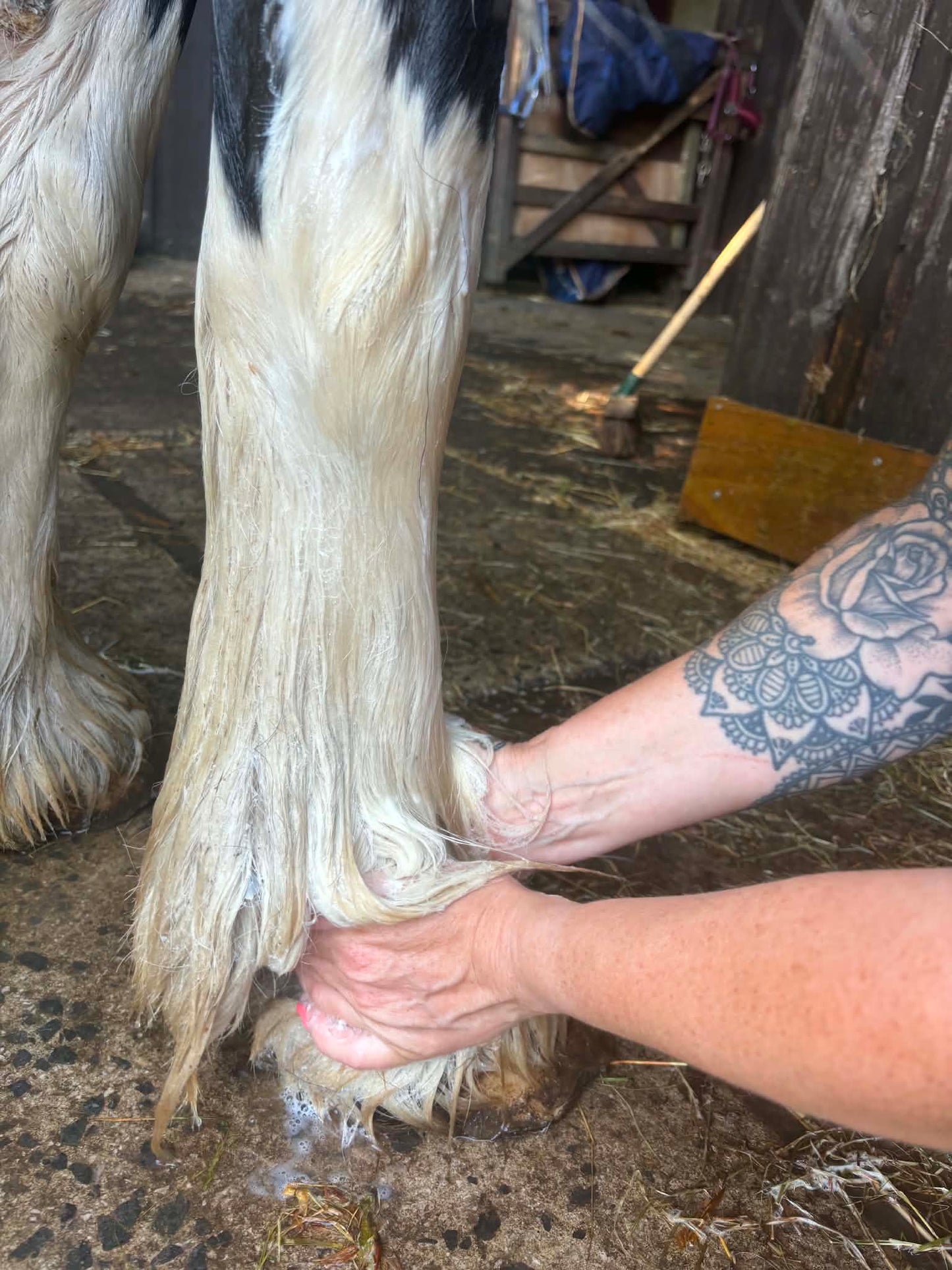 Mane, coat and tail shampoo/ conditioner with combe