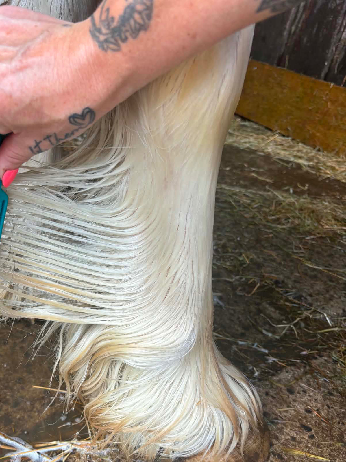 Mane, coat and tail shampoo/ conditioner with combe