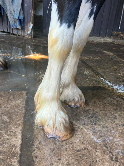 Mane, coat and tail shampoo/ conditioner with combe