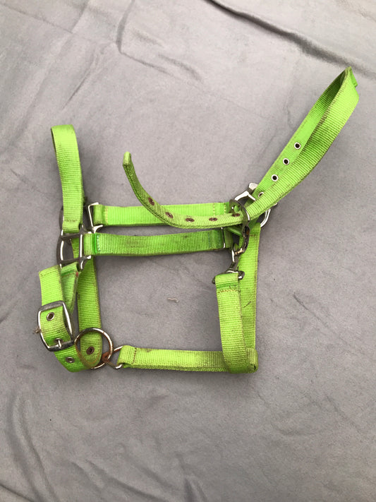 bright green full size head collar FREE POSTAGE