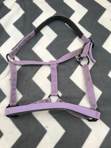 Purple full size head collar FREE POSTAGE