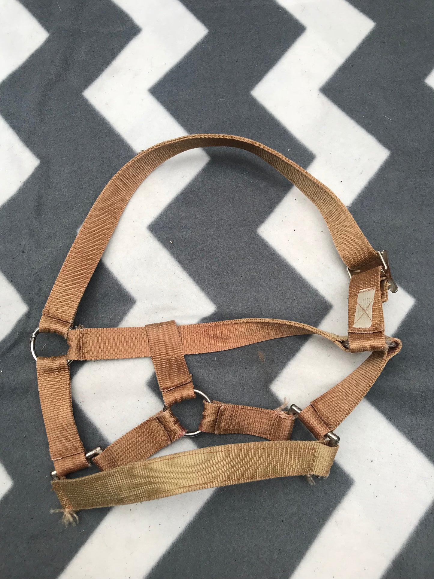 Gold Shetland/foal Head Collar FREE POSTAGE