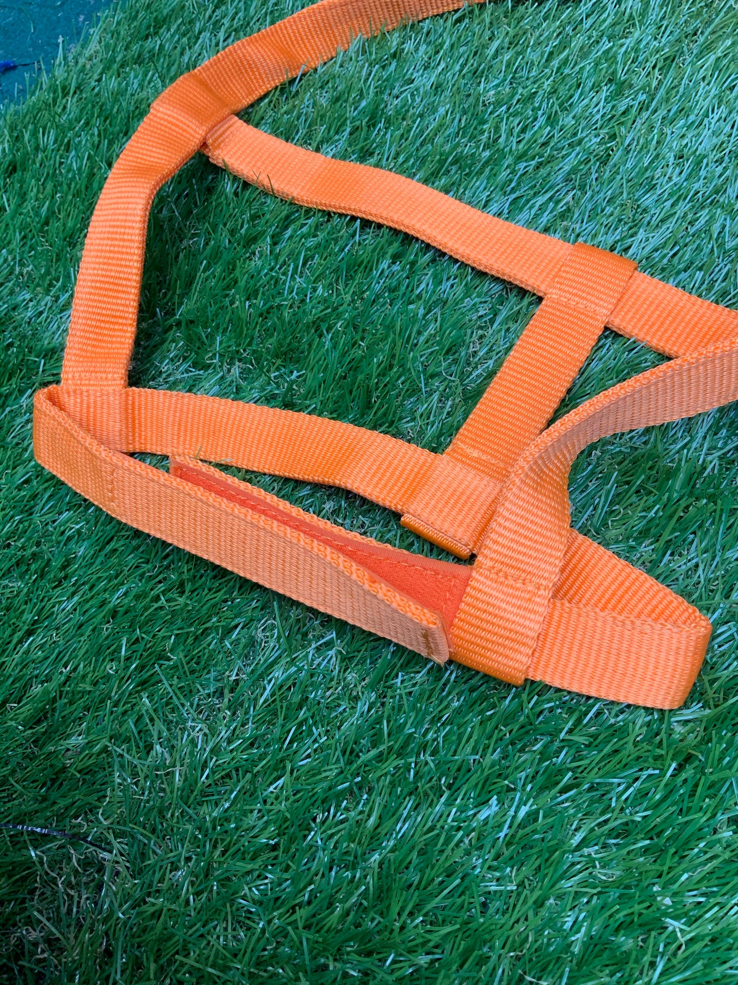 Rhinegold shetland orange field safety head-collar