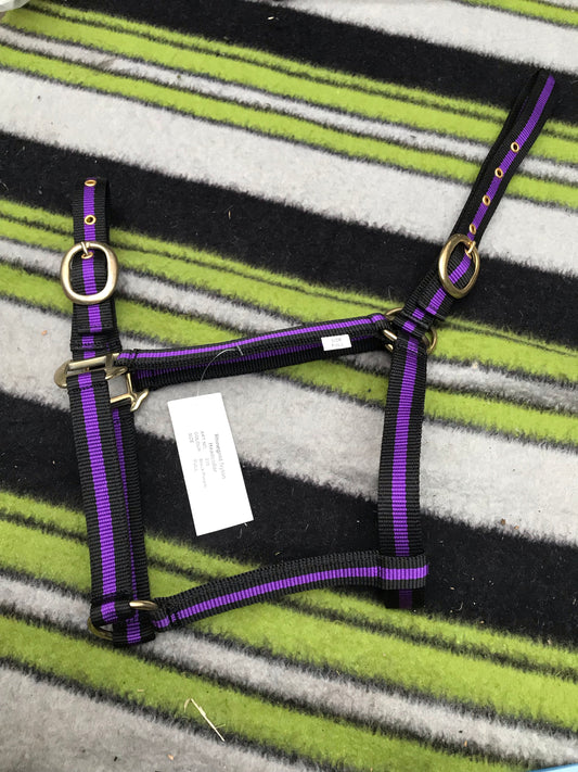 rhinegold black and purple head collar full size