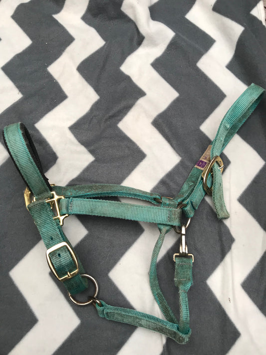 KM Elite turquoise head collar full size FREE POSTAGE